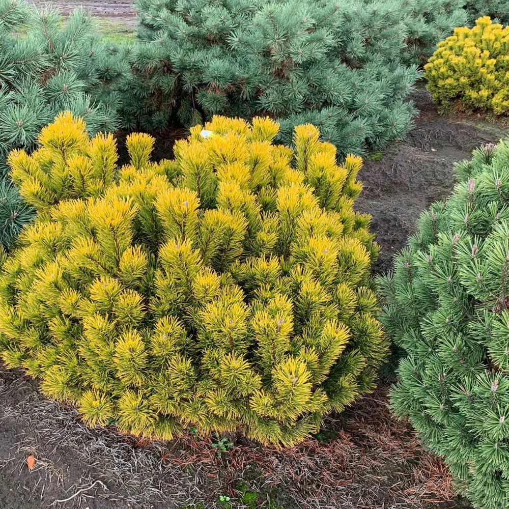 Сосна горная Карстен Винтерголд С6 1шт /Pinus mugo Carstens Wintergold  