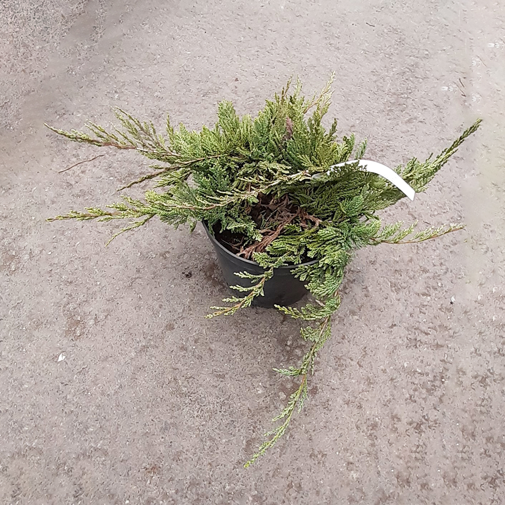 Можжевельник горизонтальный Блу Чип С5 1шт/Juniperus horizontalis Blue Chip