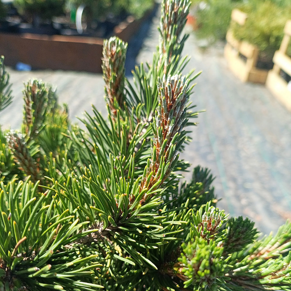 Сосна горная Краускопф C5 1шт / Pinus mugo Krauskopf