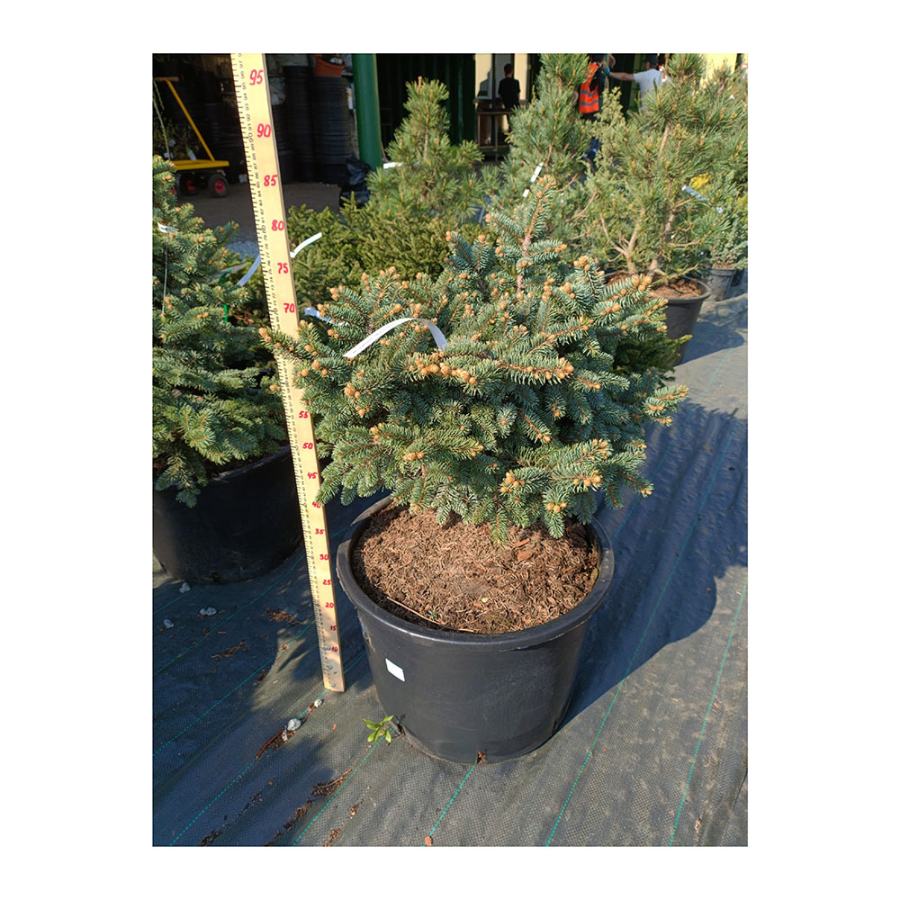 Ель колючая Глаука Глобоса С30 (40-60) 1шт/ Picea pungens Gauca Globosa