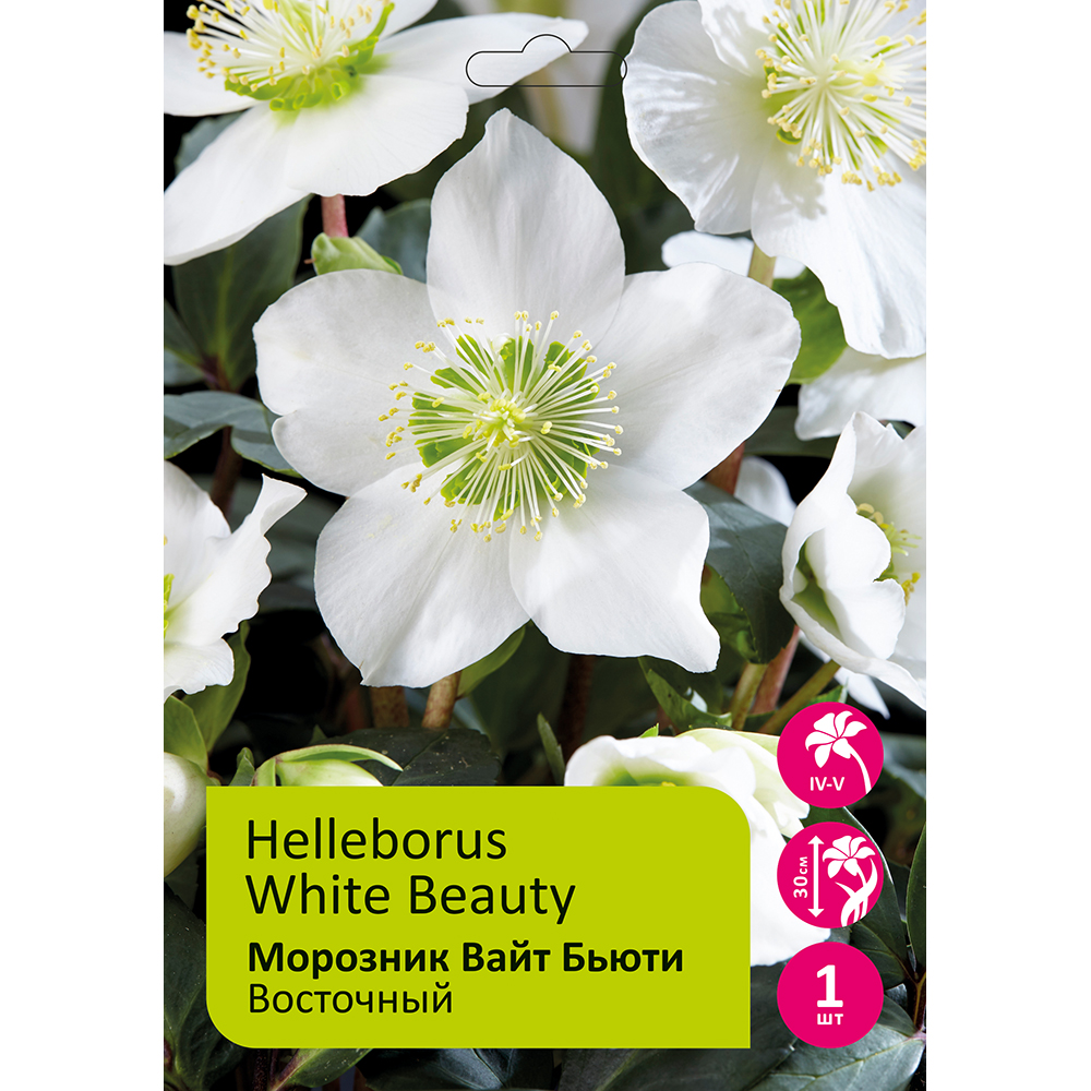 Морозник восточный Вайт Бьюти 1шт/Helleborus White Beauty