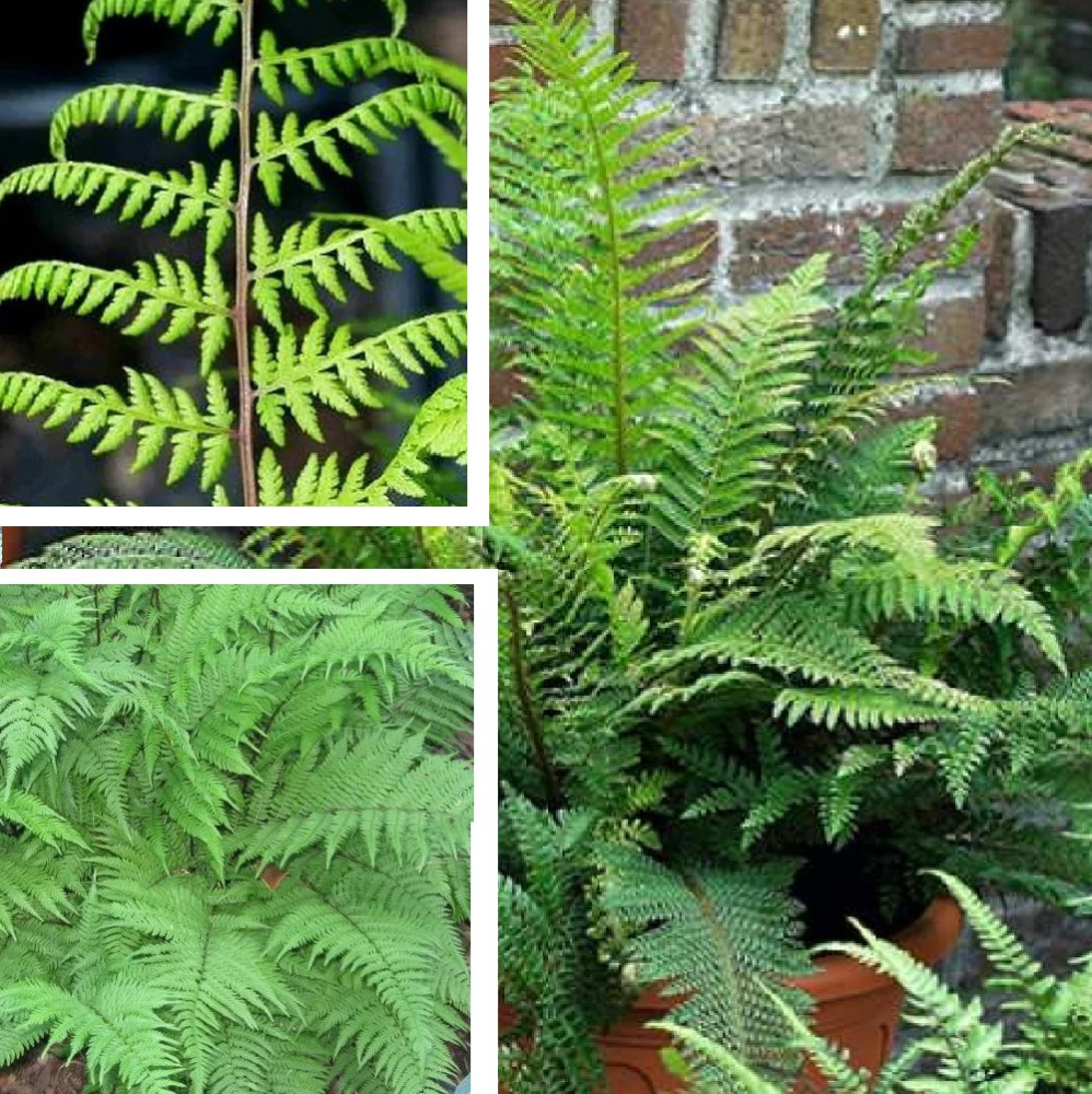 Кочедыжник женский Леди ин Ред С5 1шт/Athyrium filix-femina Lady in Red