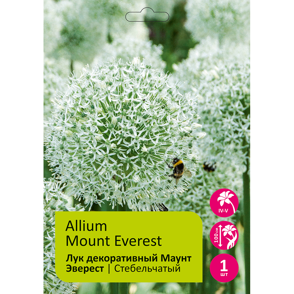 Лук Маунт Эверест стебельчатый 1шт 18/20 /Allium Mount Everest