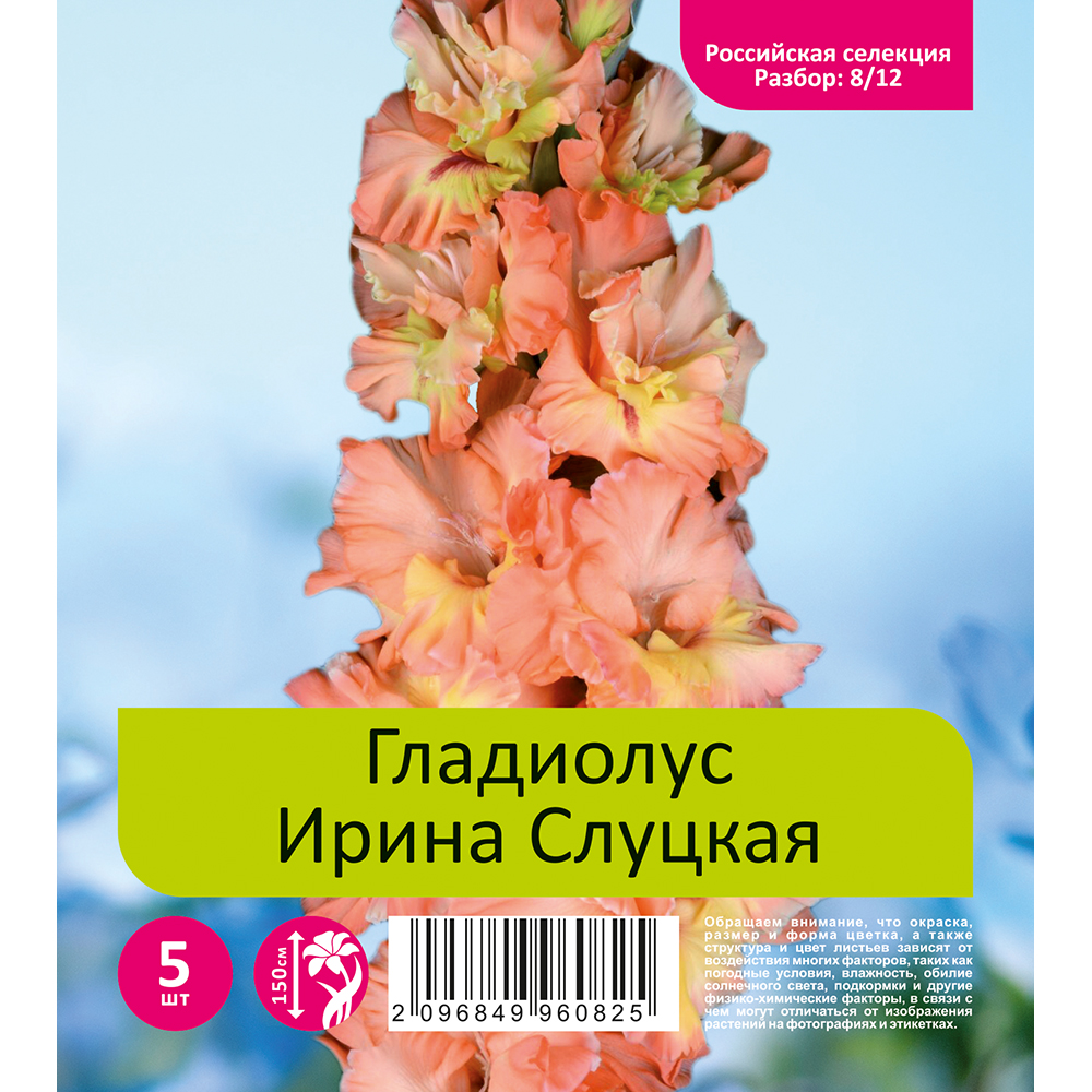 Гладиолус Ирина Слуцкая 5шт  (разбор 8/12)