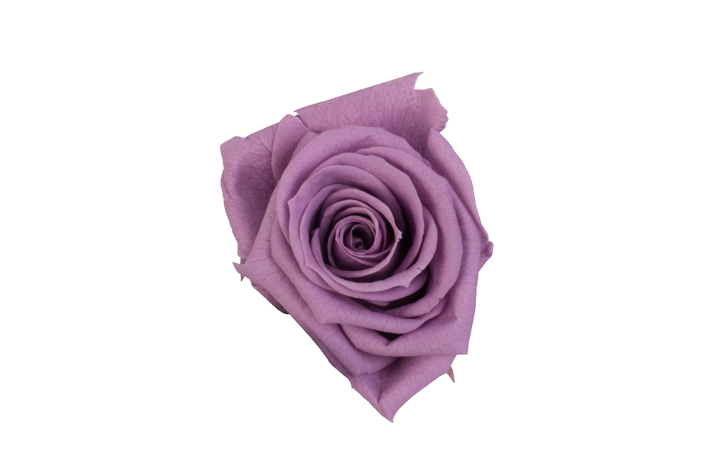 Роза Медеа 8гол. фиолетовый 
