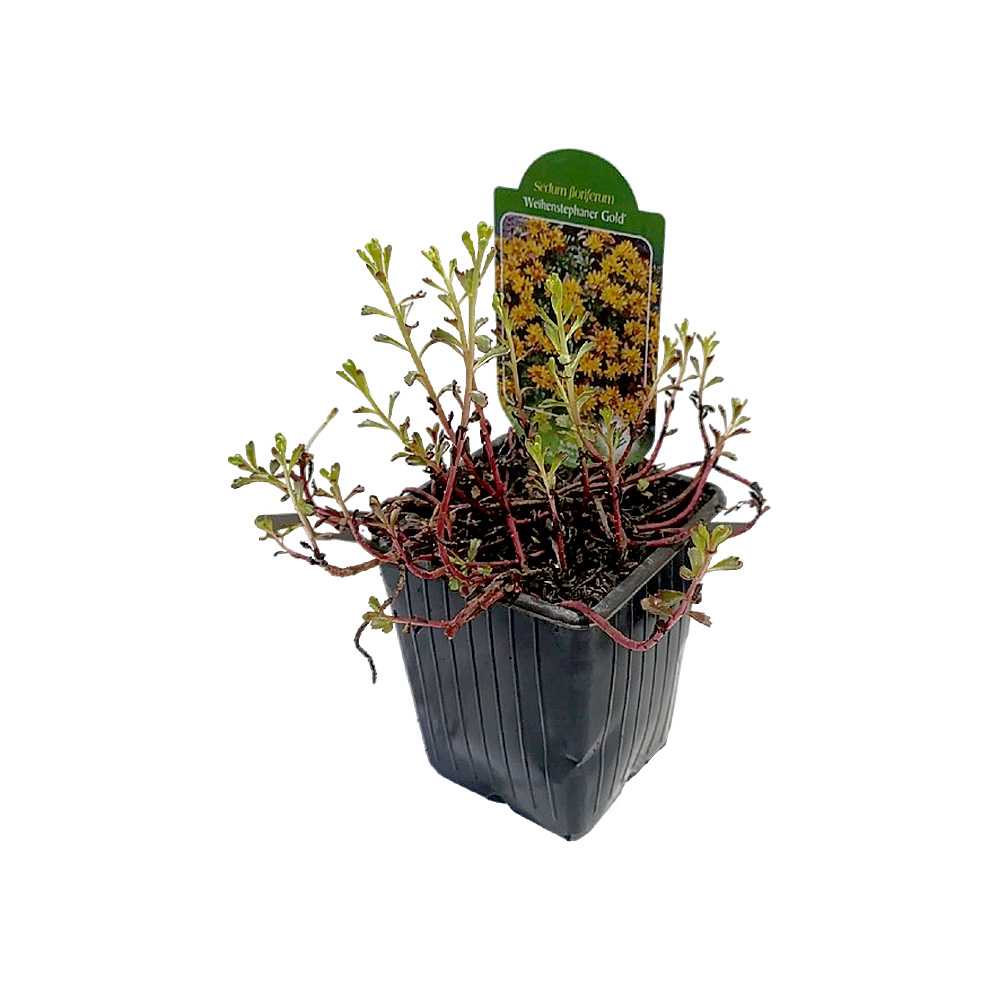 Седум/очиток цветоносный Вейхенстефандер Голд Р9 1шт/Sedum floriferum Weihenstephander Gold
