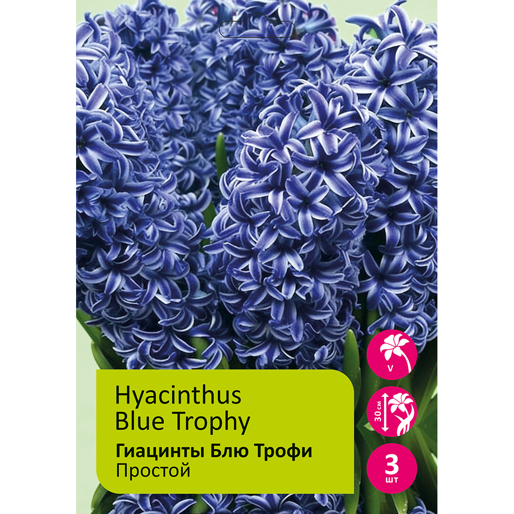 Гиацинты Блю Трофи 3шт 17/18  /HYACINTH BLUE TROPHY