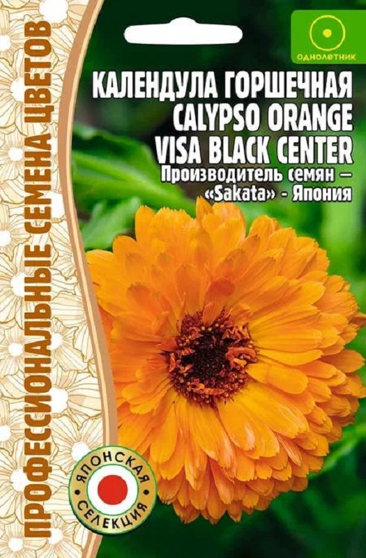 Календула Calypso Orange With Black Center горшечная 5 шт