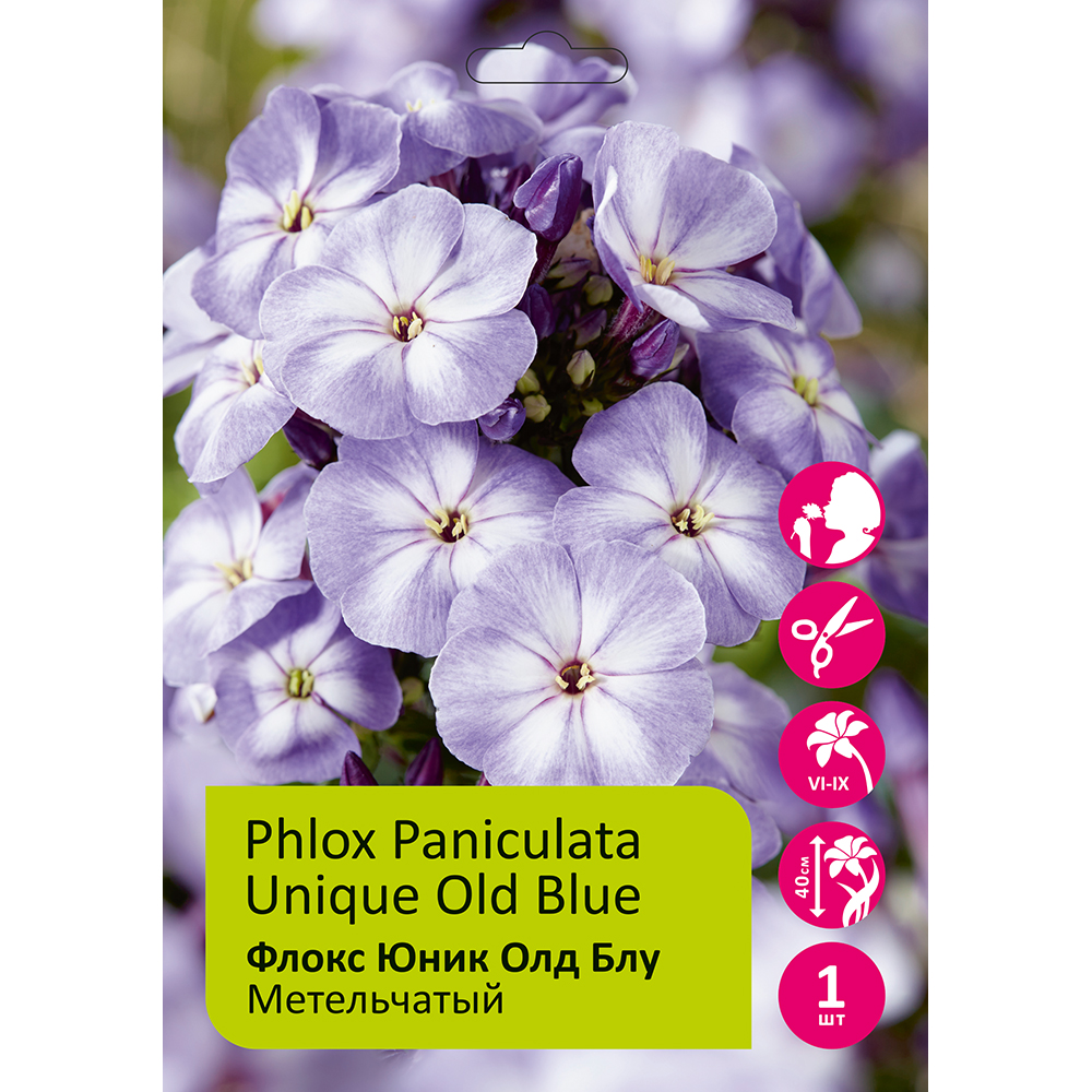 Флокс Юник Олд Блу 1шт метельчатый /Phlox paniculata Unique Old Blue