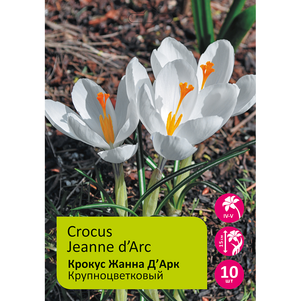 Крокусы крупноцветковые Жанна Д'Арк 10шт 8/9 /Crocus Jeanne d'Arc