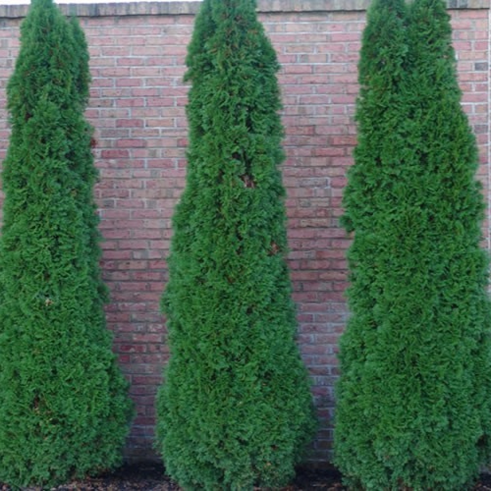 Туя западная Холструм С2-3 1шт/Thuja occidentalis Holmstrup