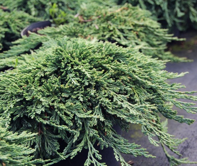 Можжевельник горизонтальный Панкейк С2 1шт/Juniperus horizontalis Pancake
