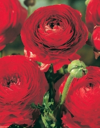 Ранункулюс азиатский Ред 10шт 5/6 /Ranunculus Red