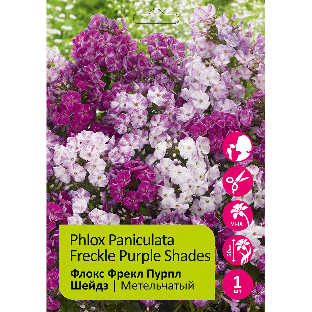 Флокс Фрекл Пурпл Шейдз 1шт метельчатый /Phlox paniculata Freckle Purple Shades