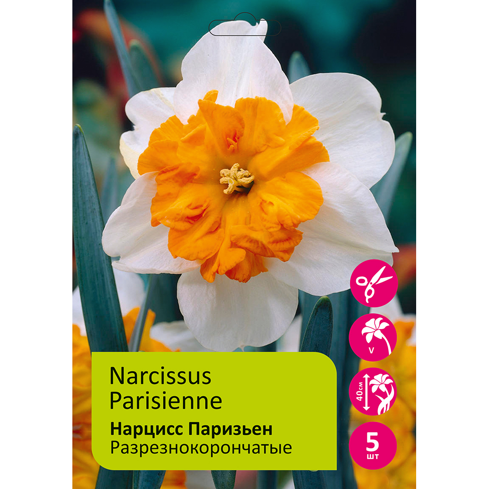 Нарциссы Паризьен разрезнокорончатый 5шт 14/16 /NARCISSUS PARISIENNE