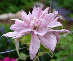 Клематис Виолет Элизабет 1шт гр.обрезки 2 /Clematis Violet Elizabeth