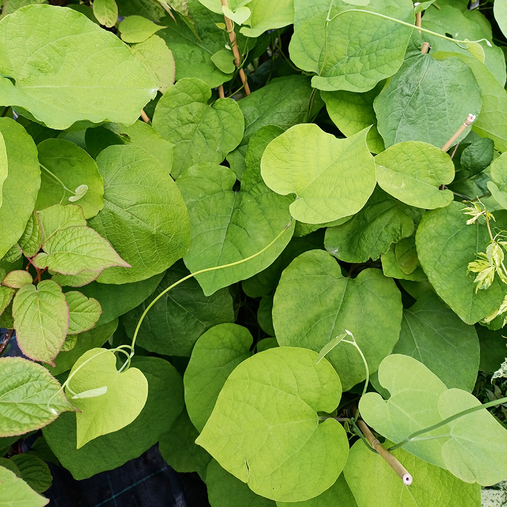Аристолохия крупнолистная /Кирказон С2 1шт /Aristolochia macrophylla