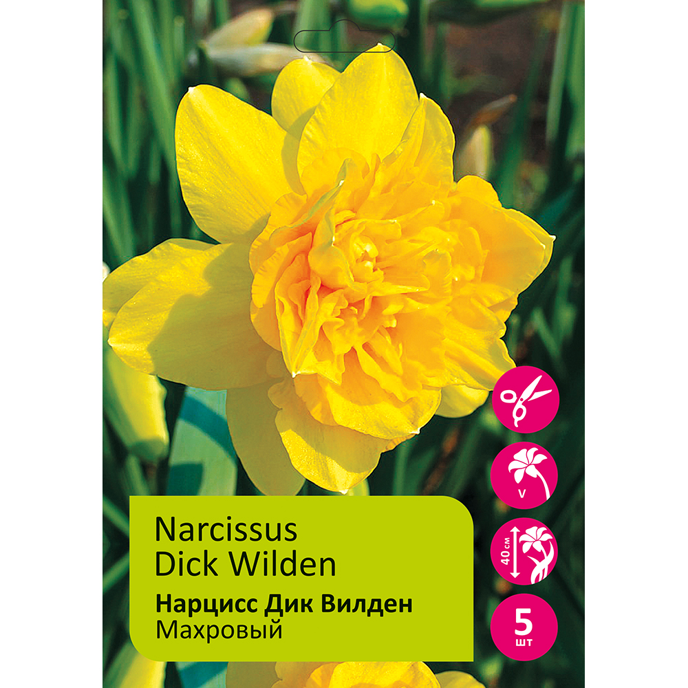 Нарциссы Дик Вилден махровый 5шт 14/16 / Narcissus Dick Wilden
