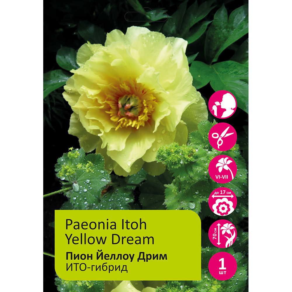 Пион Йеллоу Дрим ИТО-гибрид 1шт 3/5/Paeonia Itoh Yellow Dream