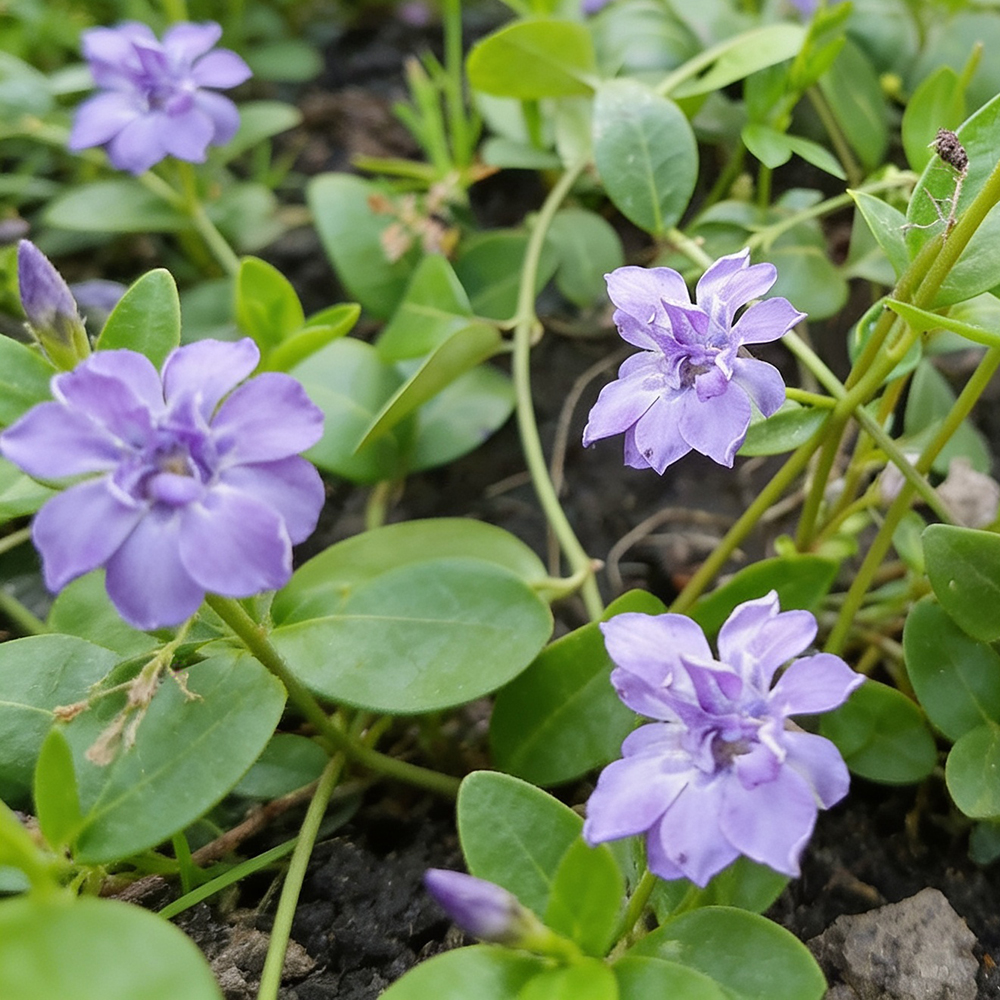 Барвинок малый Плена С2 1шт /Vinca minor Plena