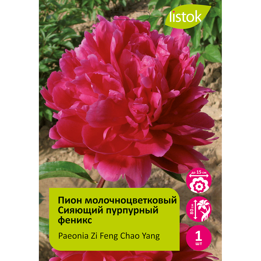 Пион молочноцветковый Сияющий пурпурный феникс 1шт/Paeonia Zi Feng Chao Yang (Цзы Фэн Чао Ян)