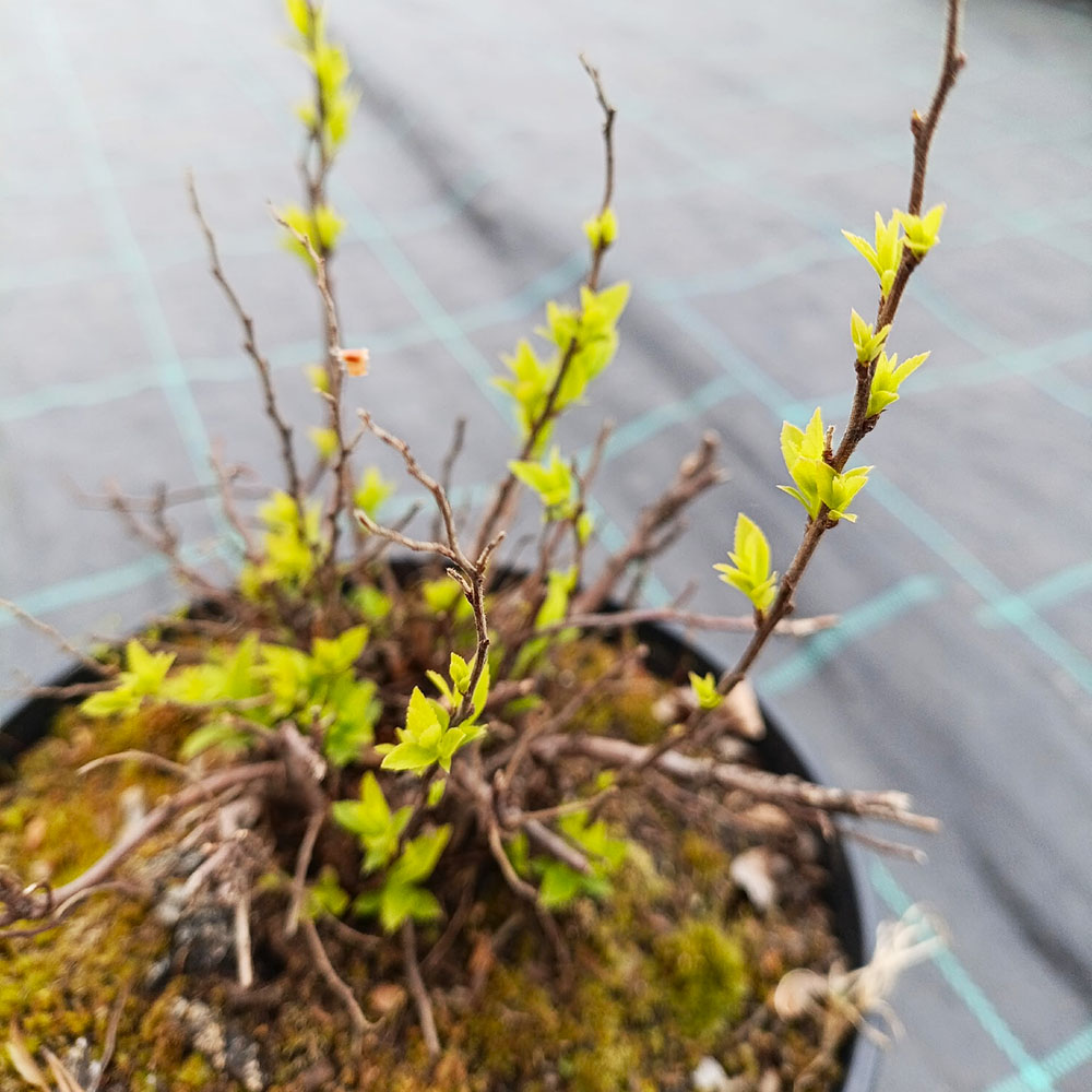 Спирея японика Альбифлора С2 1шт/ Spiraea japonica Albiflora