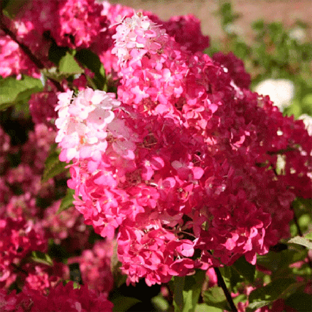 Гортензия метельчатая Фрамбойзен(Самарская Лидия) С2.0  1шт/Hydrangea paniculata Framboisine® Samara Lydia