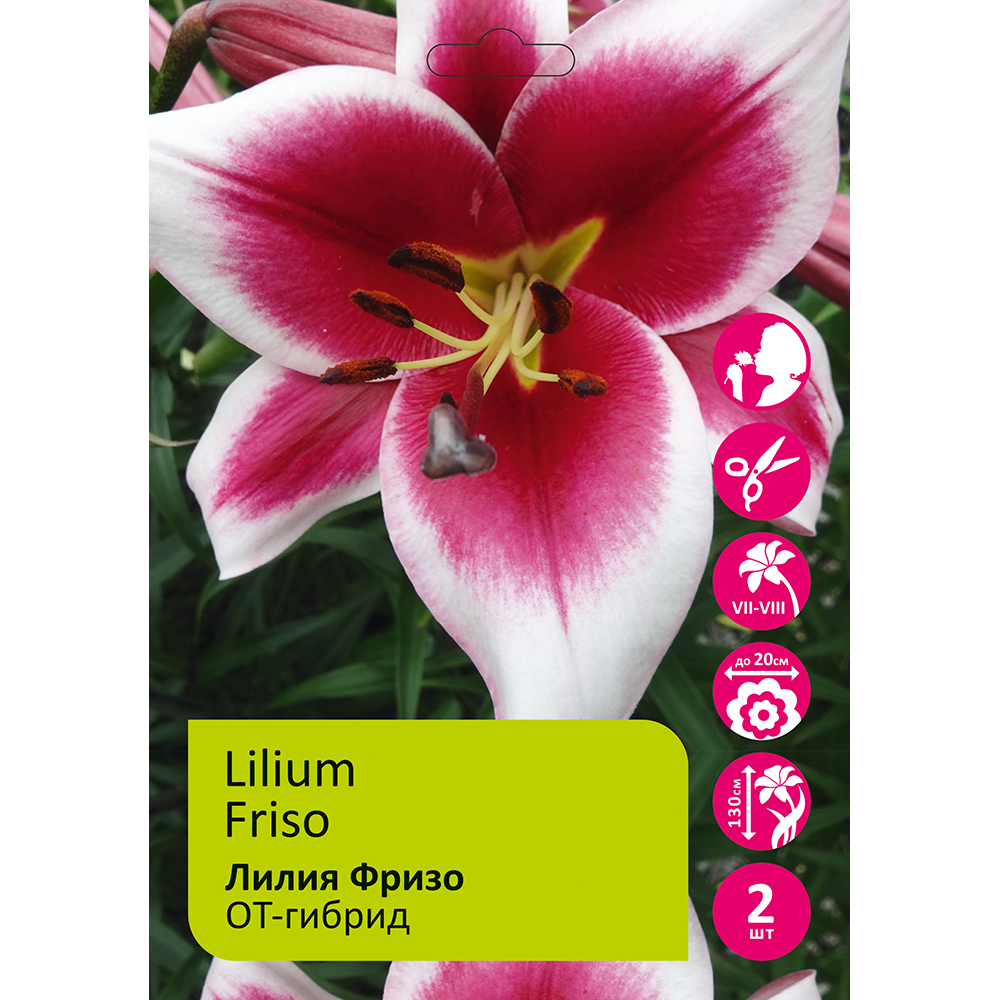 Лилия Фризо 2шт 14/16/Lilium Friso