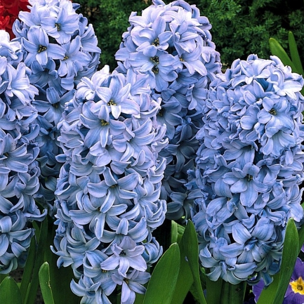 Гиацинты Дельфт Блю 3 шт 17/18 /HYACINTH DELFT BLUE