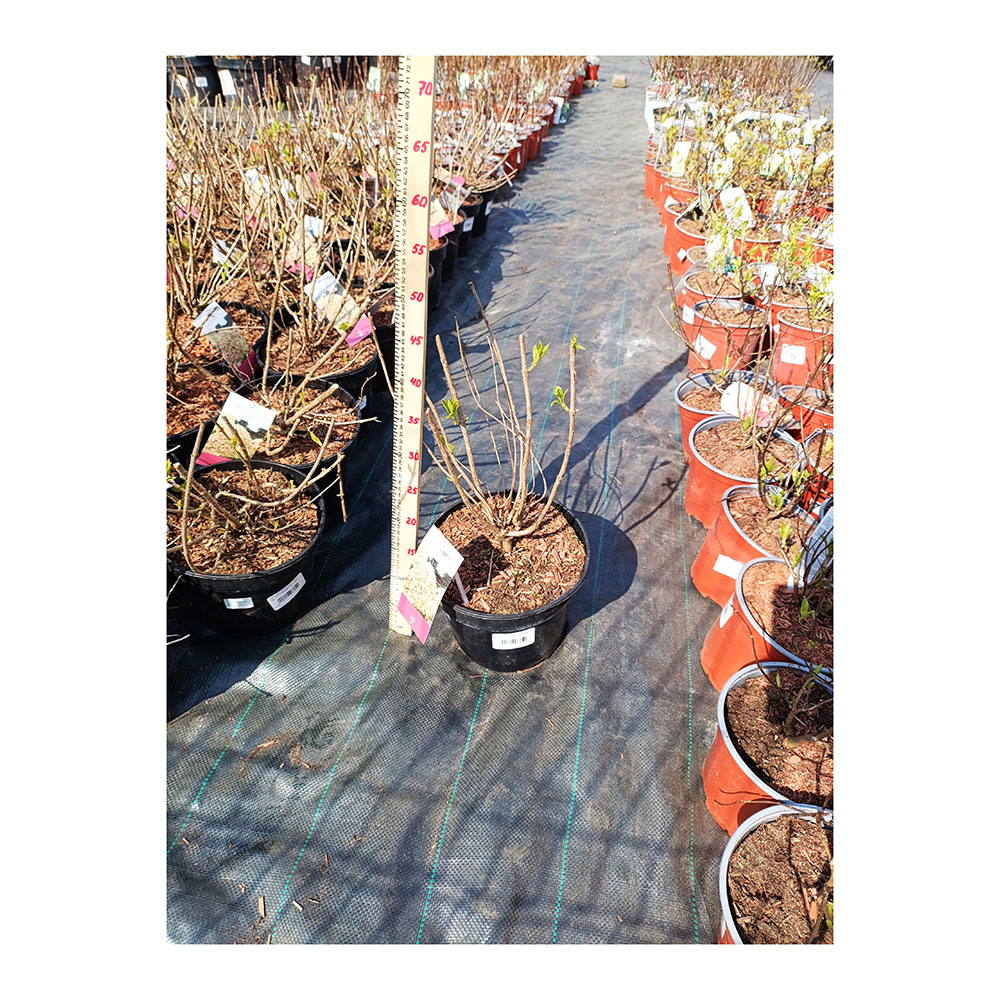 Гортензия метельчатая Пиксио С5 1шт/Hydrangea paniculata Pixio