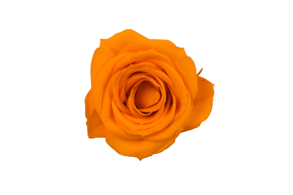 Роза Медеа 8гол. оранжевый /1