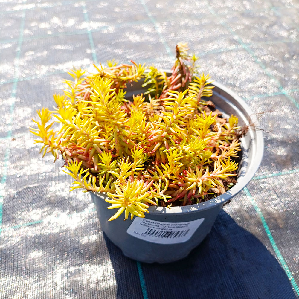 Седум/очиток отогнутый Ангелина С2 1шт/Sedum reflexum Angelina