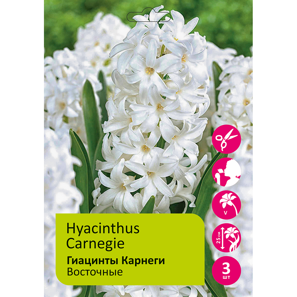 Гиацинты Карнеги 3 шт 17/18 /HYACINTH CARNEGIE