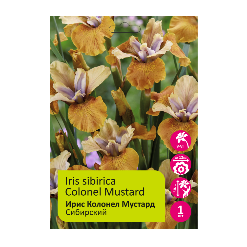Ирис Колонел Мустард 1шт сибирский /Iris sibirica Colonel Mustard