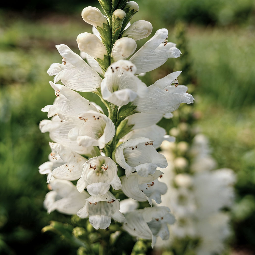 Физостегия виргинская Мисс Маннерс С2 1шт/Physostegia virginiana Miss Manners