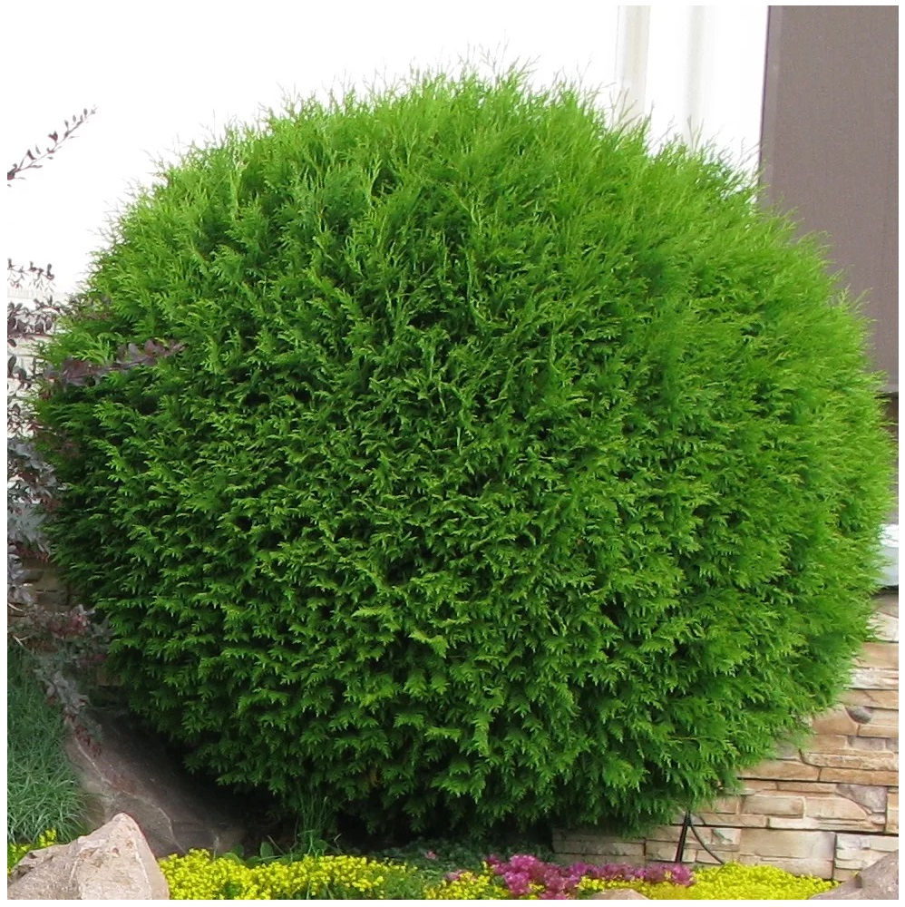 Туя западная Глобоза  С2-3 1шт/ Thuja occidentalis Globosa  
