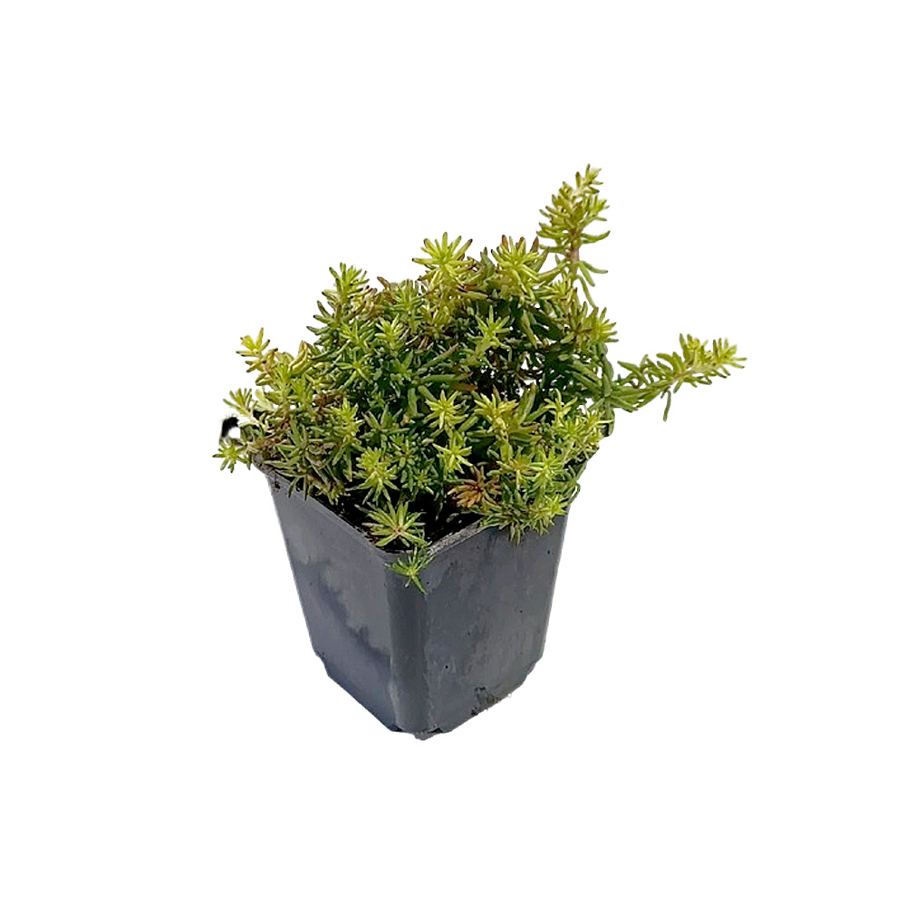 Седум/очиток седолистный Ауреум Р9 1шт/Sedum sediforme Aureum