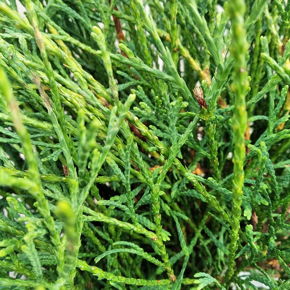 Туя западная Литтл Филли С7,5 (высота 40-50см) 1шт/Thuja occidentalis Little Filly