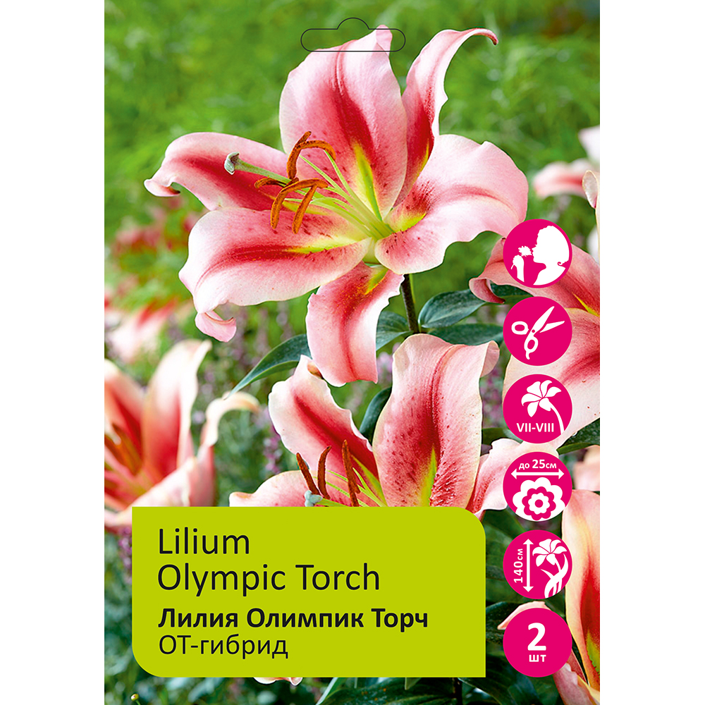 Лилия Олимпик Торч 2шт 12/14/Lilium Olympic Torch