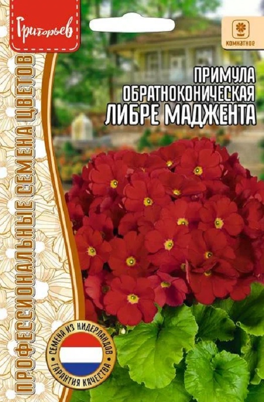 Примула Либре Маджента обратноконическая 4шт/10