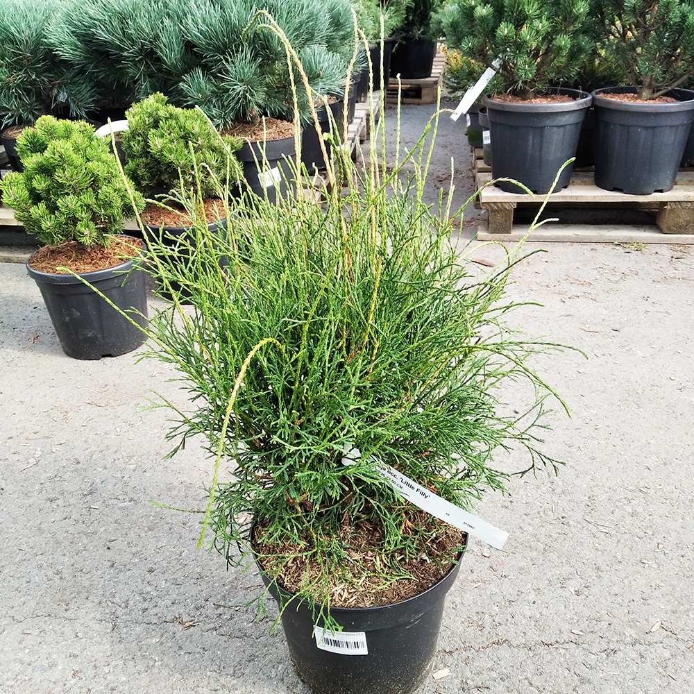 Туя западная Литтл Филли С7,5 (высота 40-50см) 1шт/Thuja occidentalis Little Filly