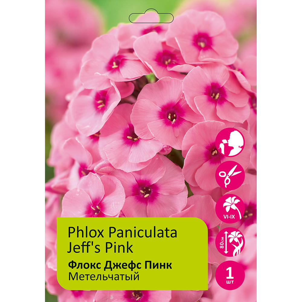 Флокс Джефс Пинк 1шт метельчатый /Phlox paniculata Jeff's Pink