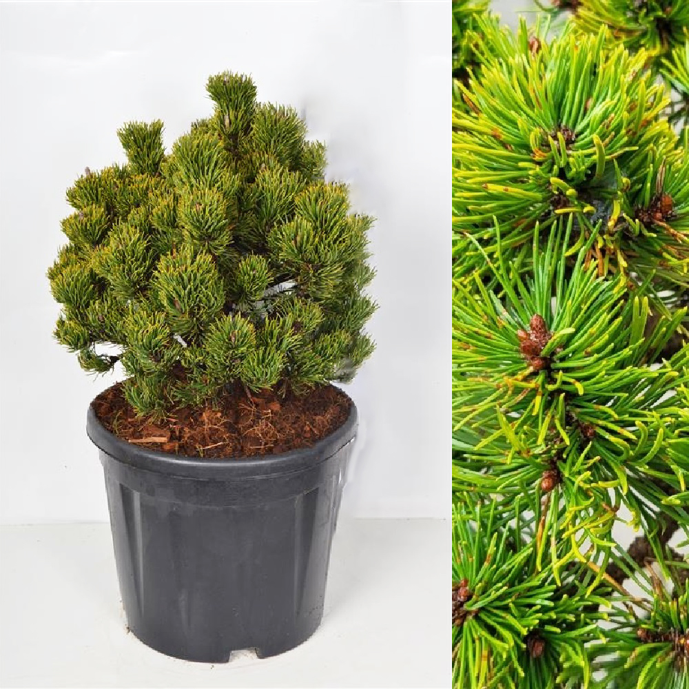 Сосна горная Пикобело С12 (высота 30-40см) 1шт/Pinus mugo Picobello