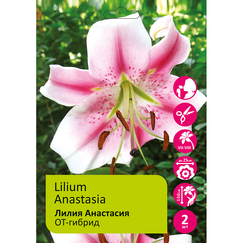 Лилия Анастасия 2шт 14/16 /Lilium Anastasia