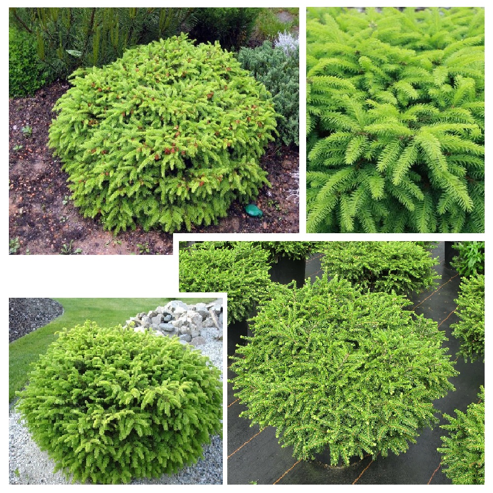 Ель обыкновенная Нидиформис С5 1шт/Picea abies Nidiformis