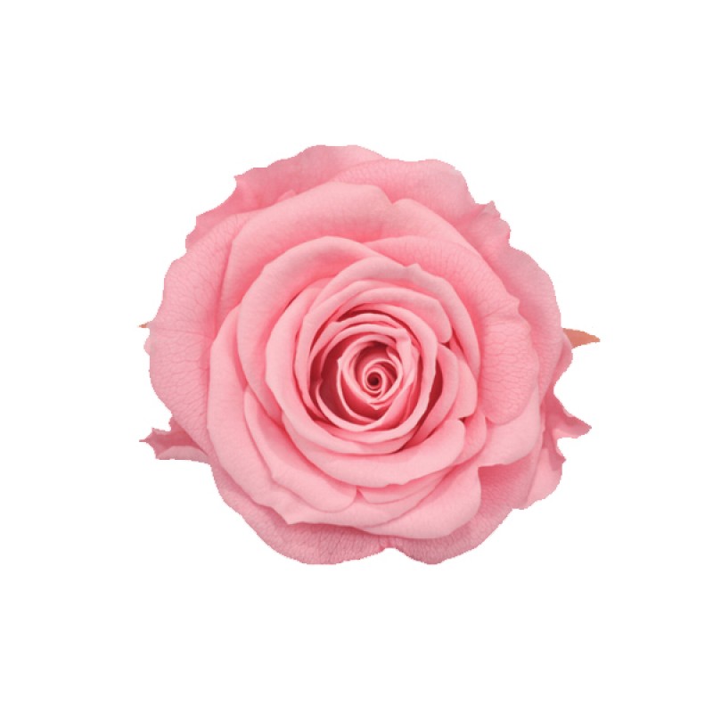 Роза Мини 12гол. розовый нежный