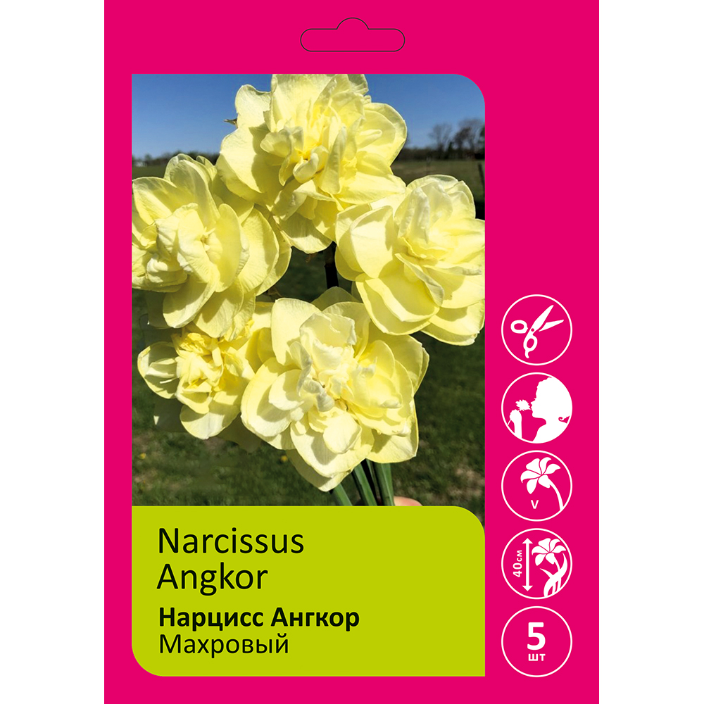 Нарциссы Ангкор махровые 5шт 14/16 /NARCISSUS ANGKOR