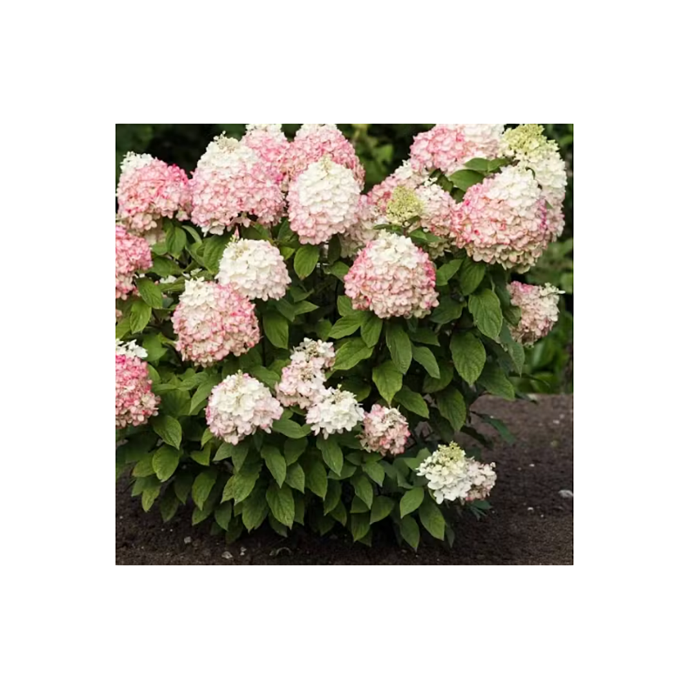 Гортензия метельчатая Санлайт С3 1шт/Hydrangea paniculata Sunlight