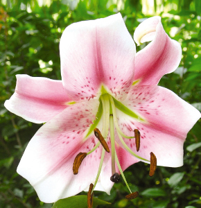 Лилия Анастасия 2шт 14/16 /Lilium Anastasia