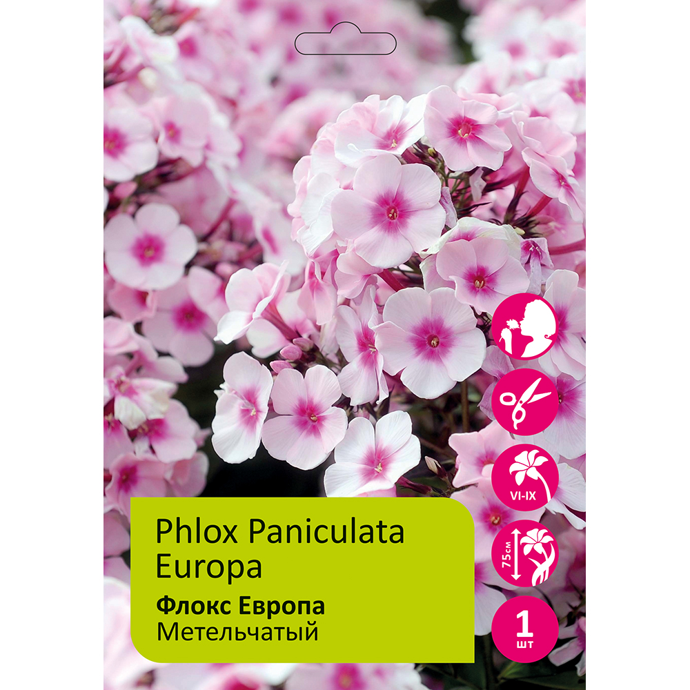 Флокс метельчатый Европа 1шт /Phlox Paniculata Europa